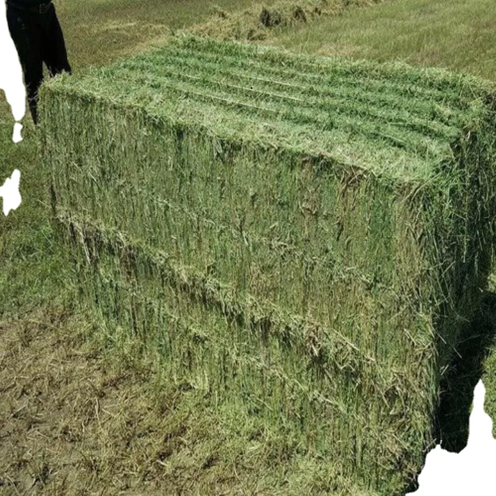 Top  Quality Rhodes Grass Hay Bales Animal Feed for Pig Cattle Horse Wholesale Price