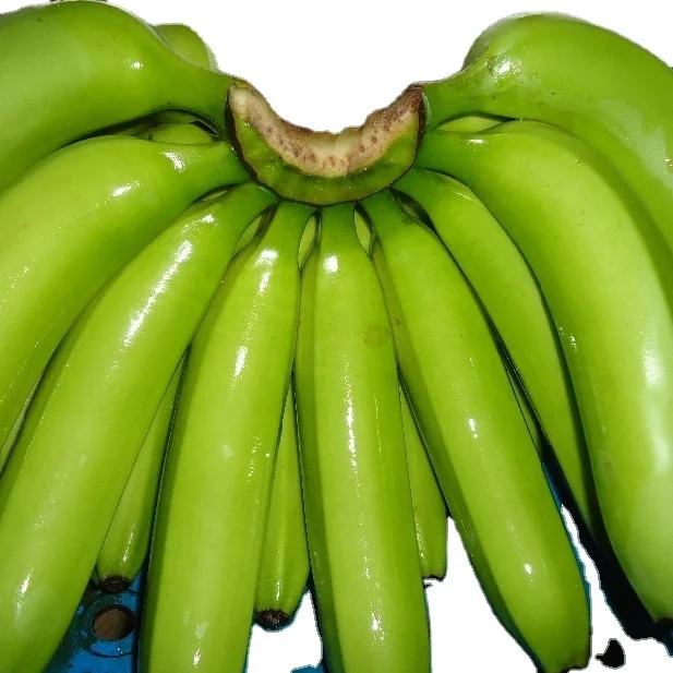 THE PREMIUM FRESH CAVENDISH BANANA