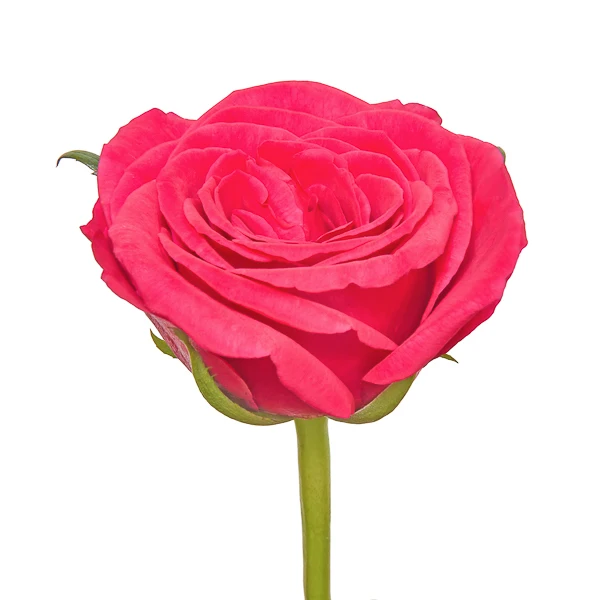 Wholesale B2B New Fresh Cut Flowers Rose Bouquet Solidago Pink Fresh Rose Bouquet Flower Export All Colours Retail Florists