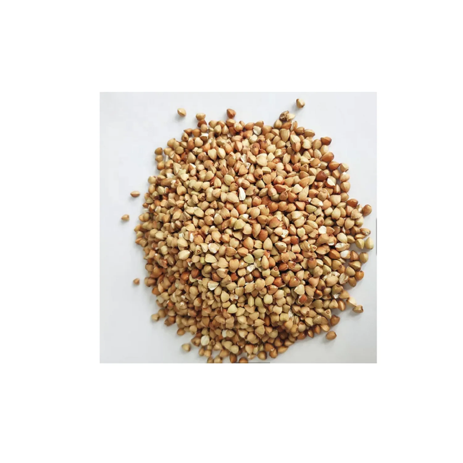 Wheat Grain Soft Bag Indian Style Packing COLOR Brown Natural Origin Type Milling Dried Protein durum wheat dried durum wheat