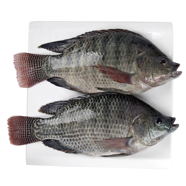 Wholesale Seafood Frozen Whole Round Nile Tilapia Fish From China