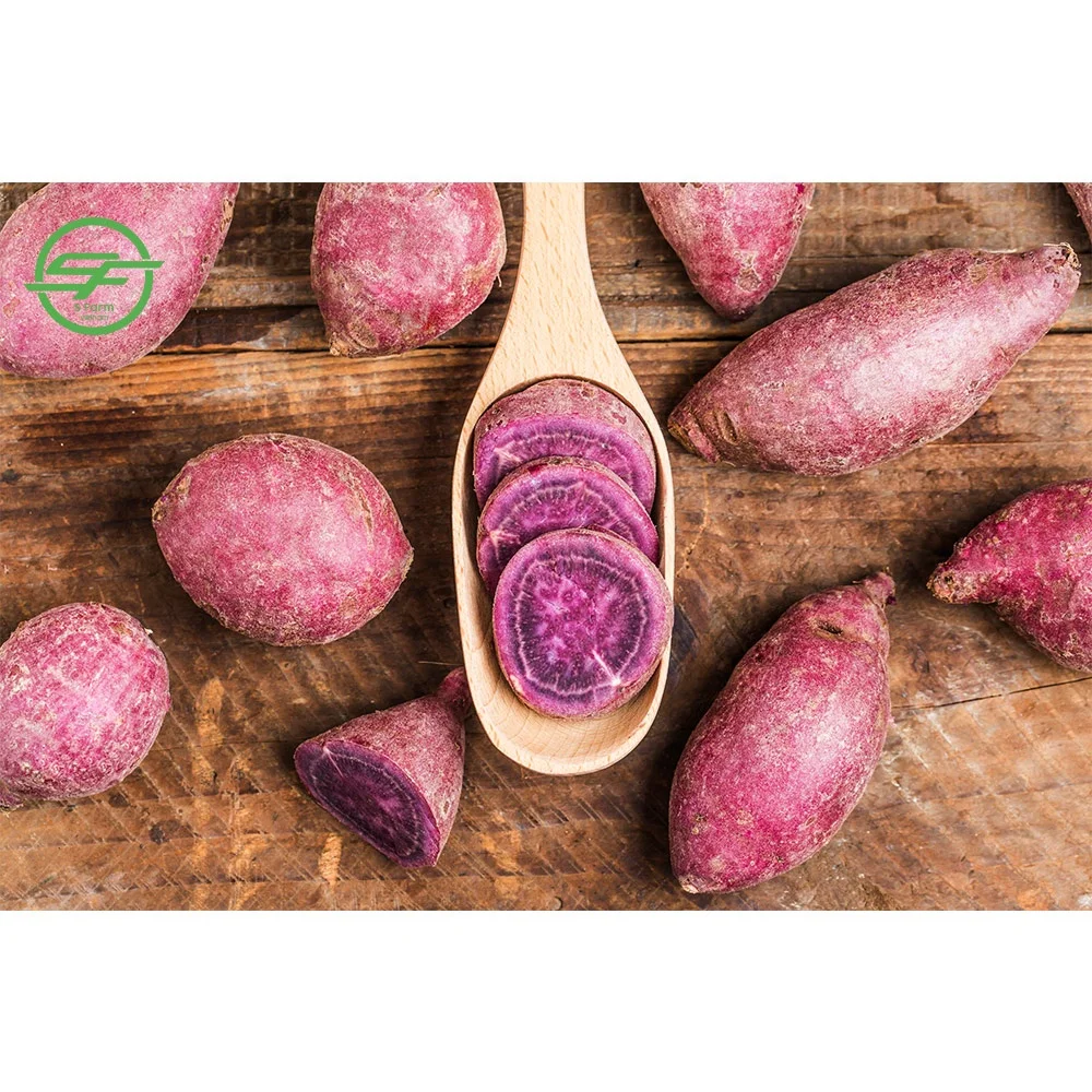 The best fresh and delicious purple sweet potato