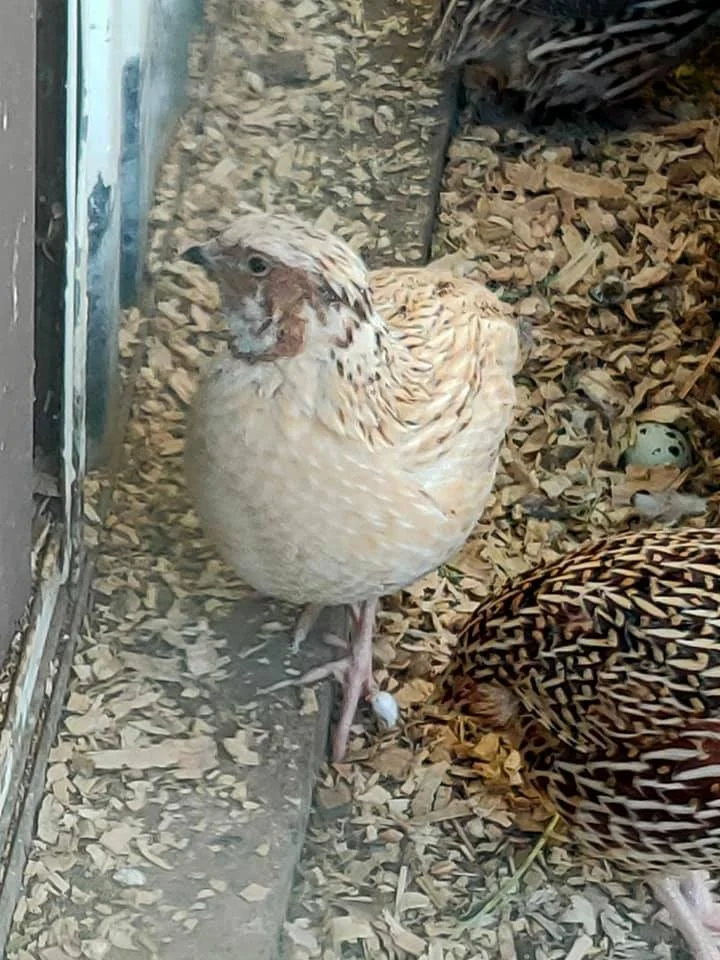 Premium Grade One Quail Eggs On Sale