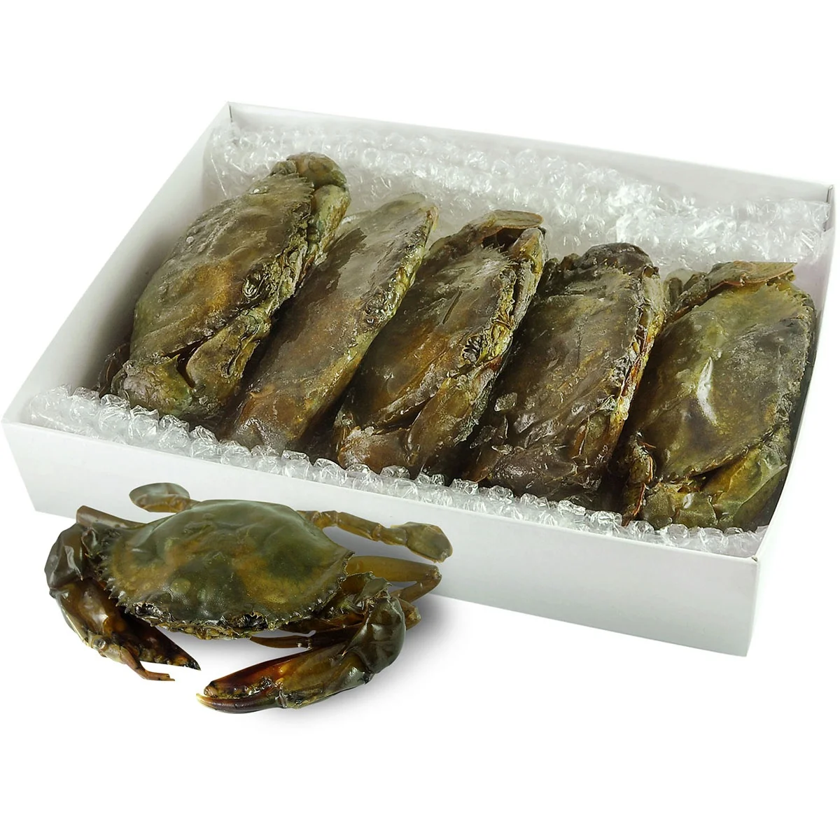 Premium Quality Fresh Mud Crab live crab