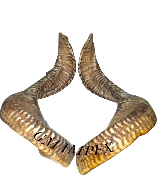 Finished and Raw Ram Horn Stocks from Indian Manufacturer Natural Crafts for Home Decoration Reasonably Priced Wholesaler