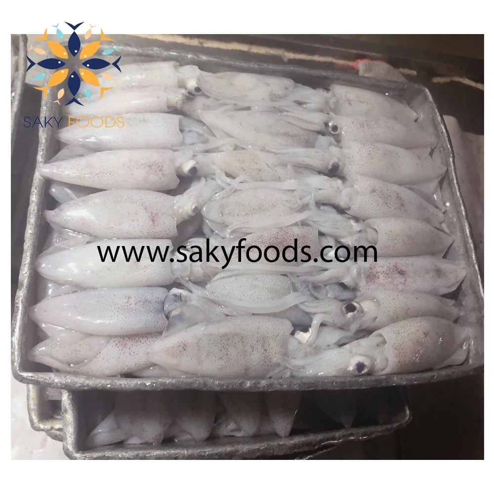 HIGH QUALITY GOOD PRICE FROZEN LOLIGO SQUID FOR  EXPORTED QUALITY