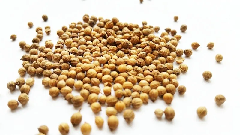 Whole Coriander Food Grade Manufacturers Wholesalers Good Quality Low Price Coriander Seeds Export Quality
