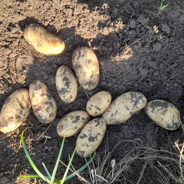 High Quality Fresh Potatoes at Low Cost for Wholesale from India