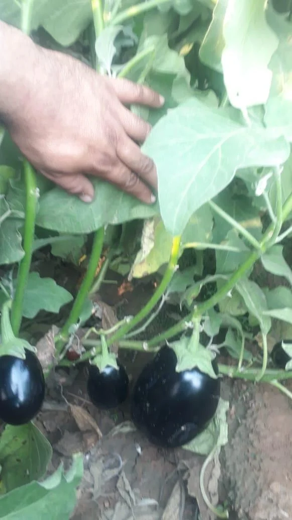 
Eggplant/Brinjal Hybrid Black Beauty F1 Seeds 