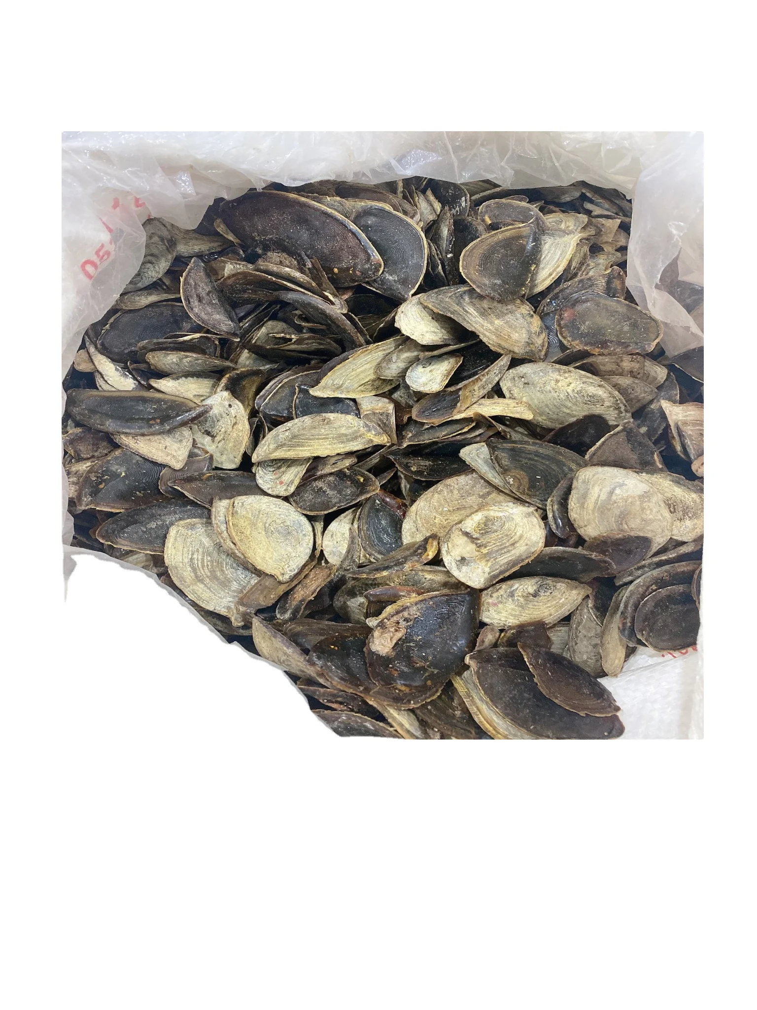 Морская раковина мурекс-оперкулум по лучшей цене из Вьетнама дешевле