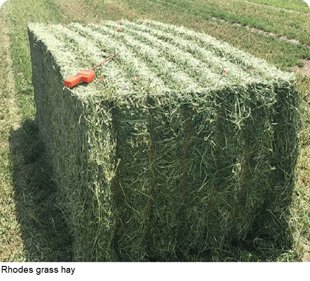 Top  Quality Rhodes Grass Hay Bales Animal Feed for Pig Cattle Horse Wholesale Price