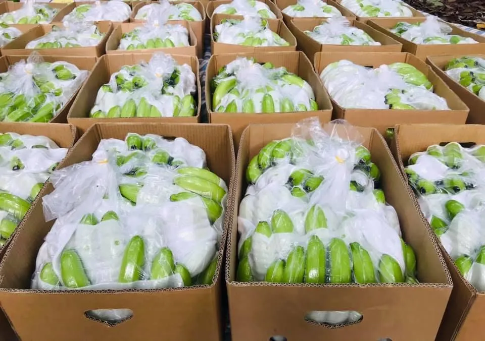 Свежие бананы pisang cavendish harvest во Вьетнаме 2021 для улучшения здоровья