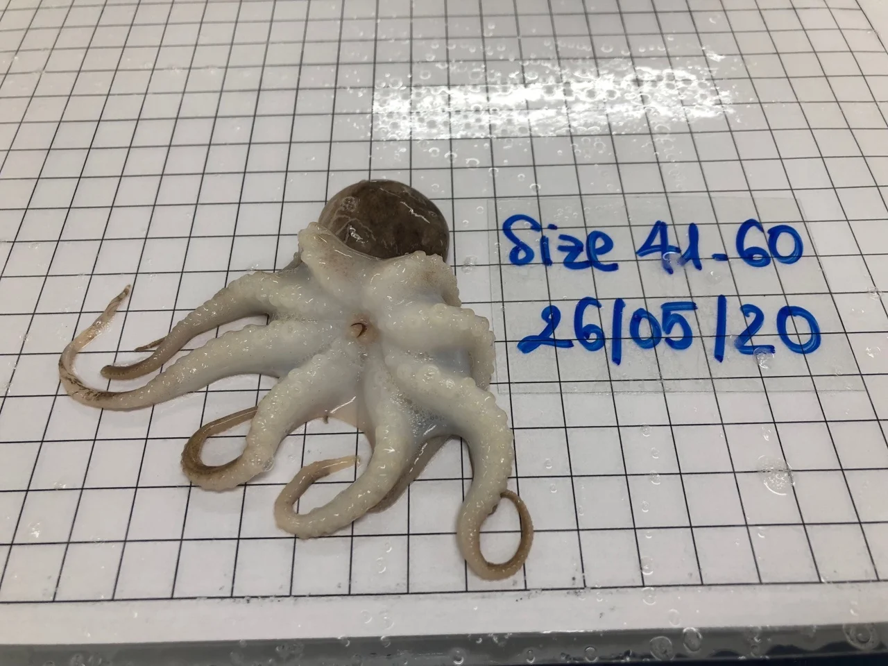 Замороженный полностью очищенный детский Осьминог по низкой цене