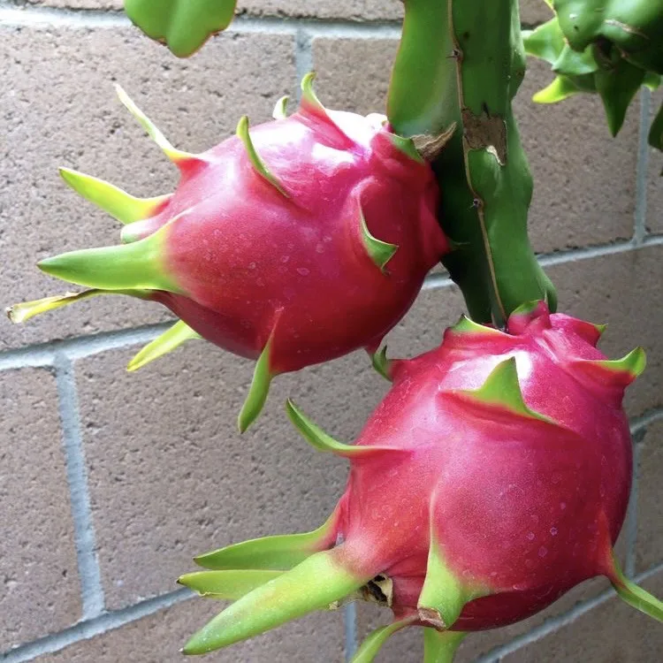 Wholesale Premium Quality Cheap Price White Red Fresh DRAGON FRUIT From Viet Nam