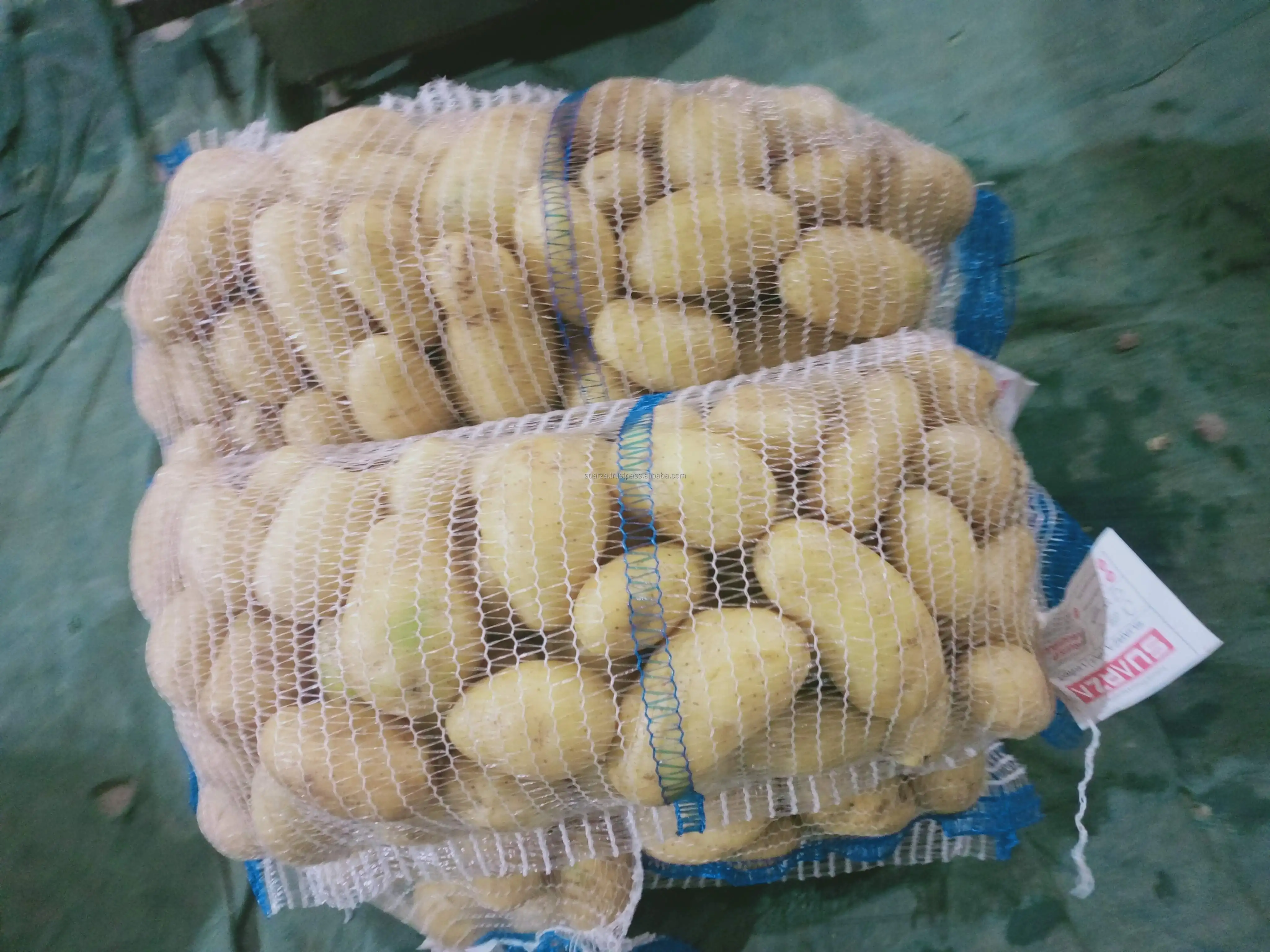 Fresh Mozika Potato Special for Industrial Chips