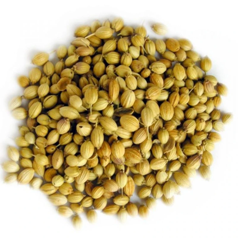 Wholesale High Quality Organic Coriander Seeds Flavored Coriander Seeds Ground Guangxi Natural AD Raw Coriander Seeds