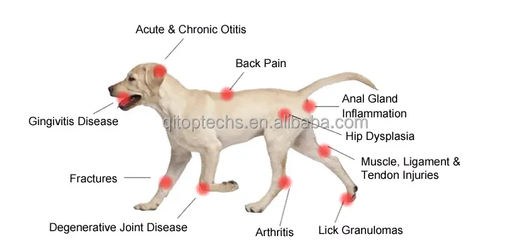 class 4 medical veterinary laser therapy for horse dog pain physical therapy equipment