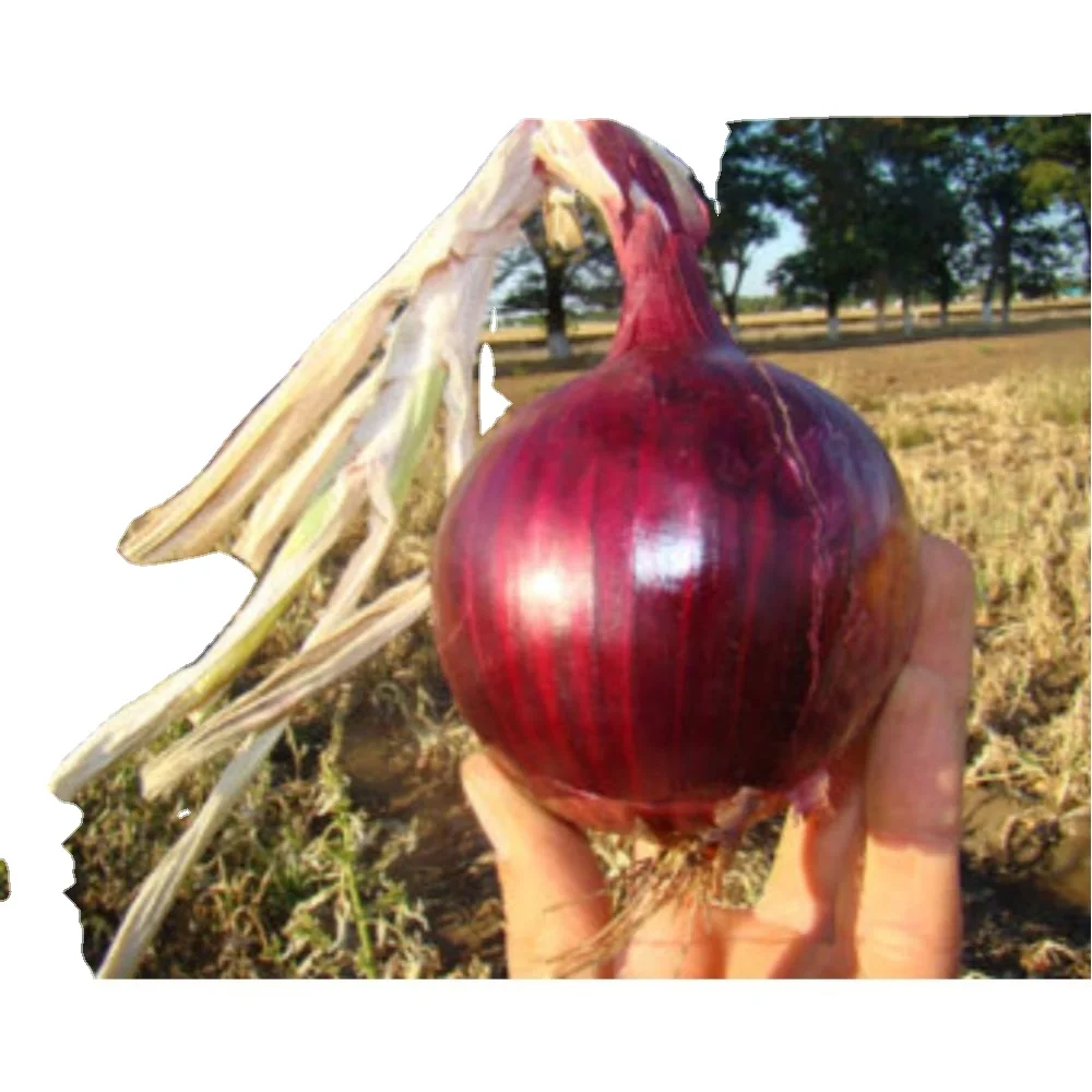 Короткий день verity лук-красный креол для овощей свежий