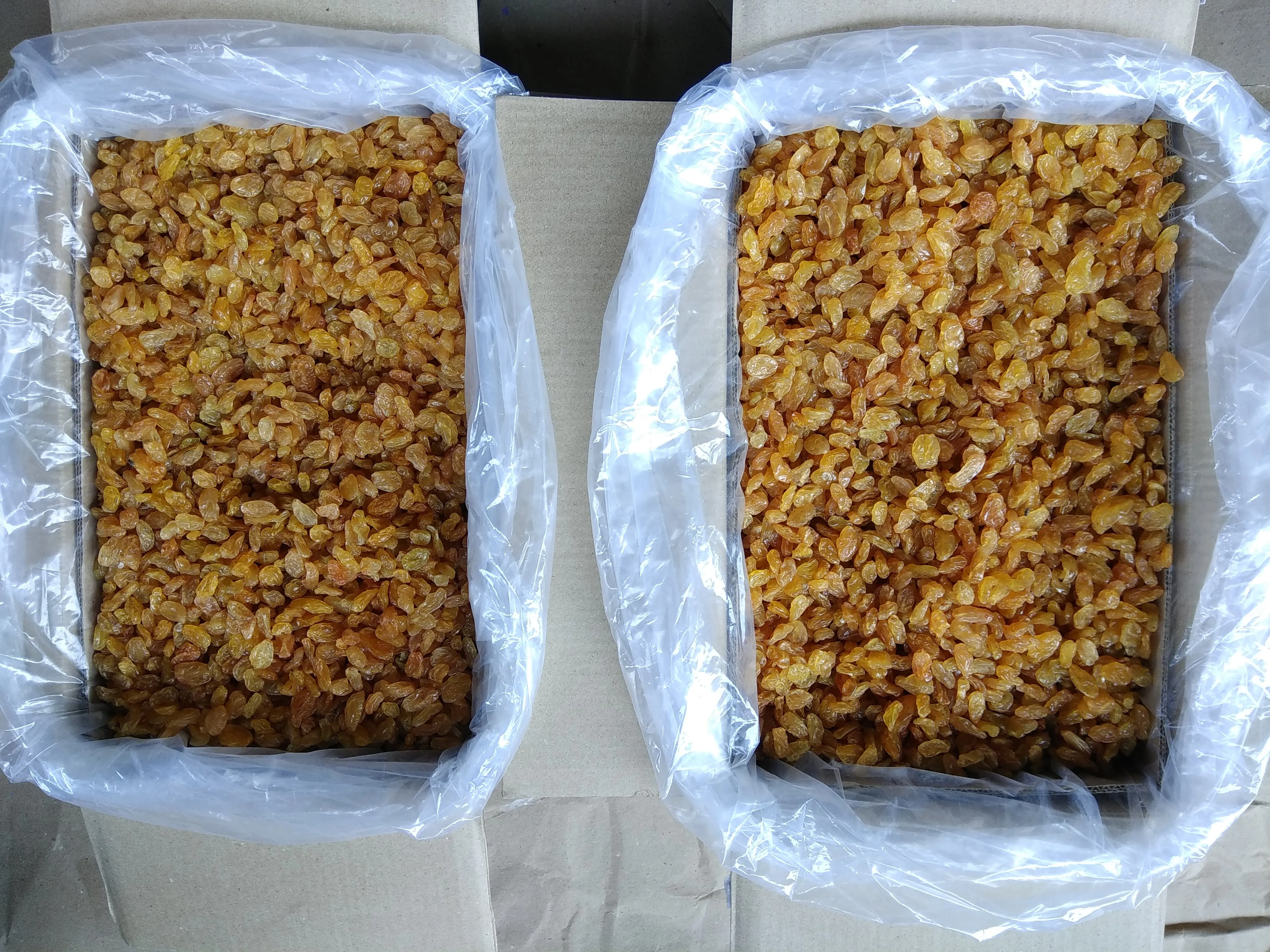 Hot Selling Cheap Green Raisins Dry Fruit Supplier From India