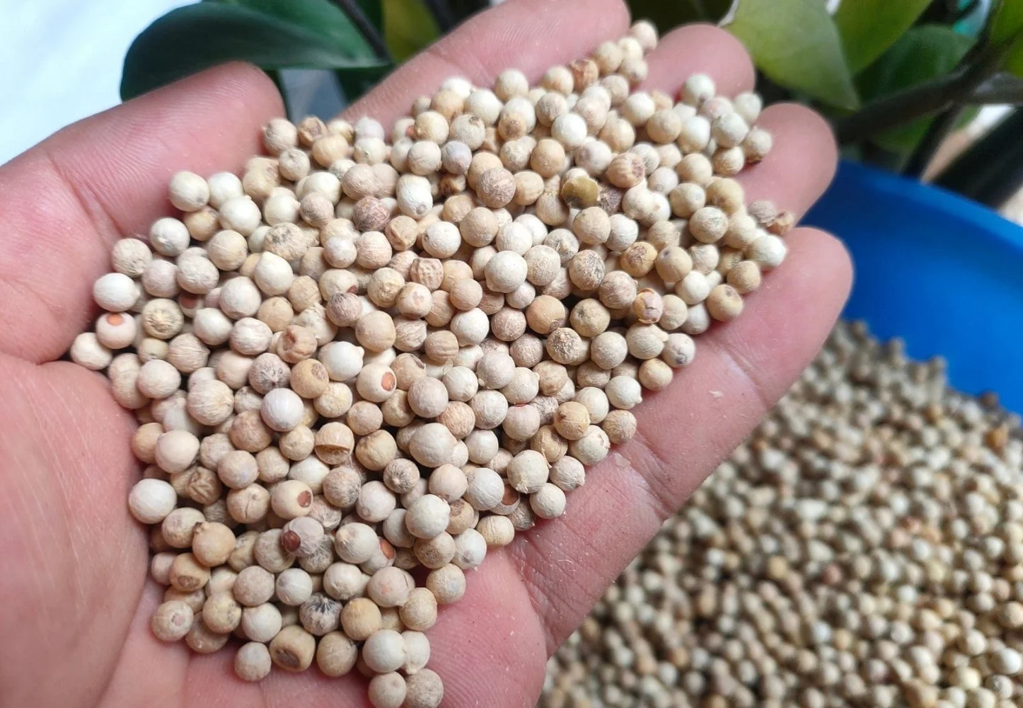 Wholesales Best Deal Hot Sale Superior Quality Black Pepper 100% Pure For Cooking Vietnamese Herbs And Spices