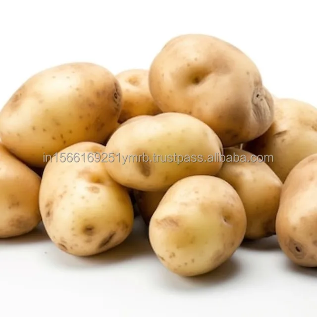 Potato exporter High quality bulk potatoes with Global Gap & Haccp & cheap price ready to ship