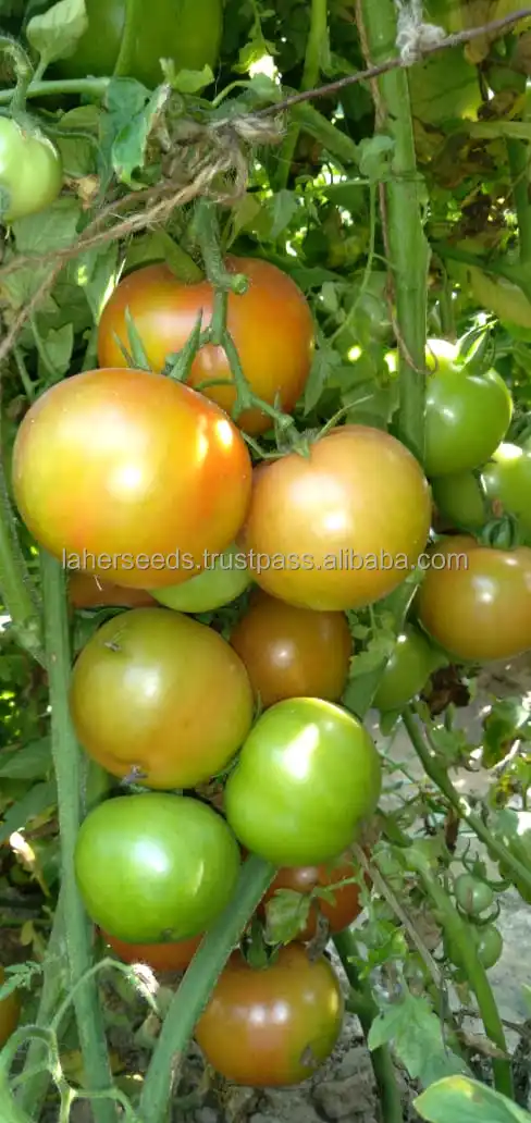 
2021 HYBRID TOMATO SEEDS FOR ALGERIA F1`INDETERMINATE 10 GMS PACKING 