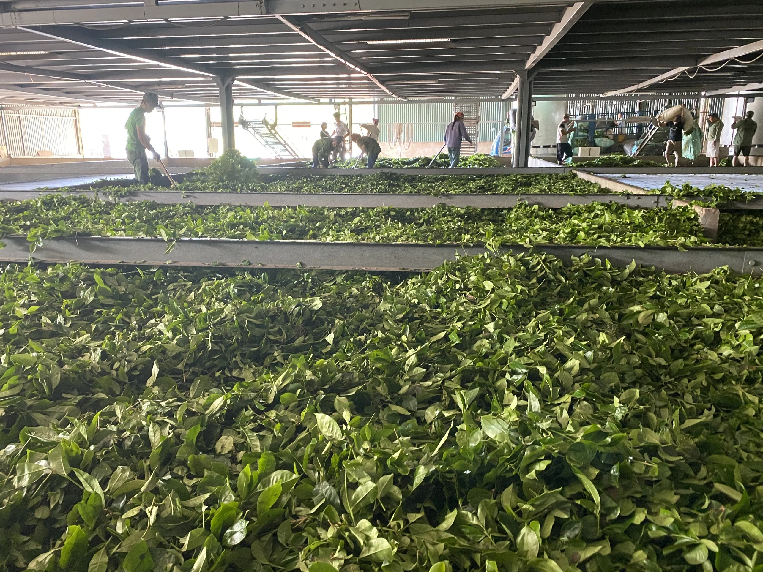 Detox Green Tea OP Factory Wholesales Halal certificated Tea