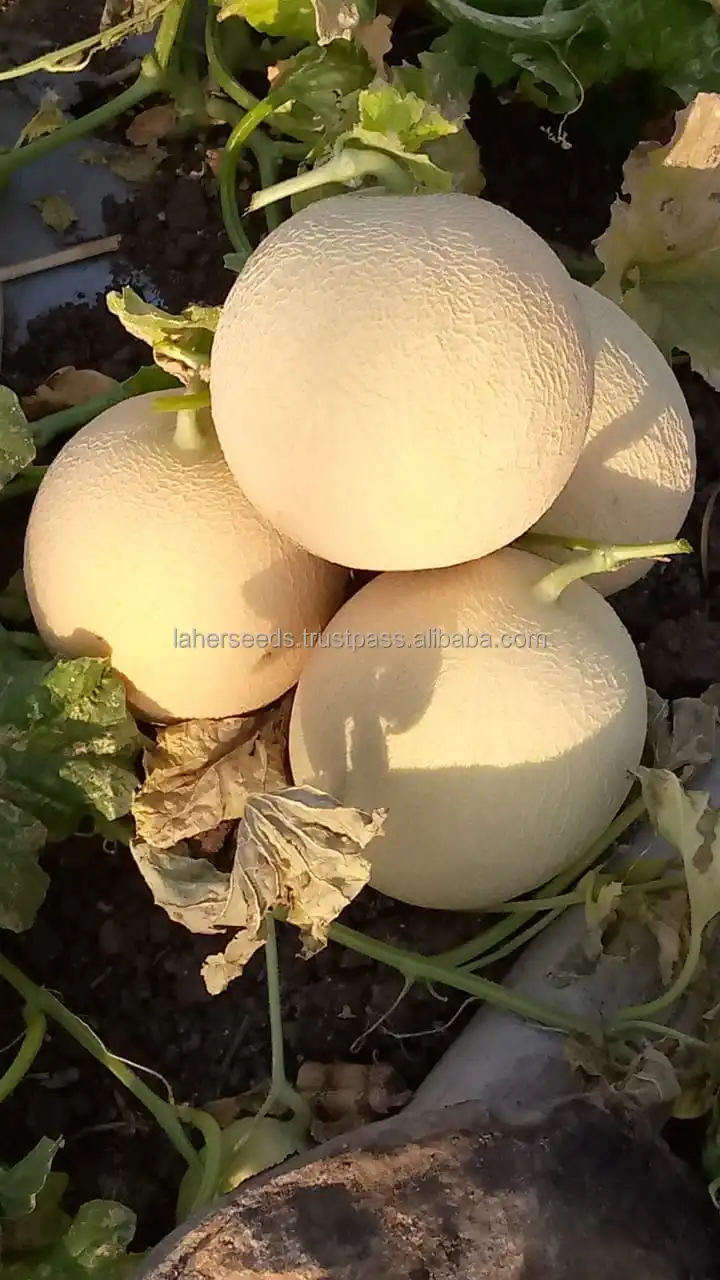 
2021 NEW HYBRID MUSK MELON ROCK MELON SEEDS HIGH QUALITY 