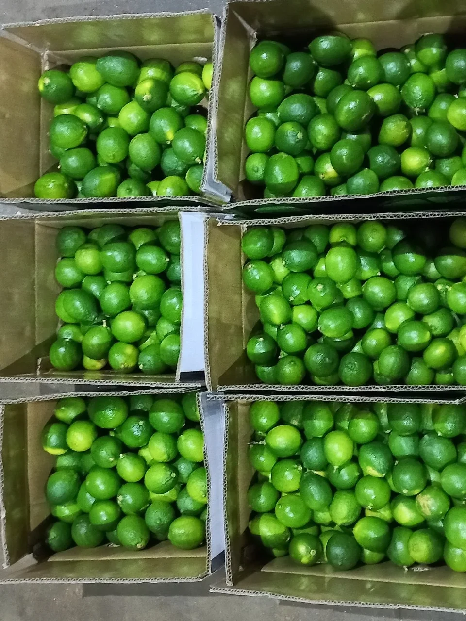 Wholesale Fresh Lime/Lemon Seedless In Viet Nam Sour Taste -- HP 0084 917 476 477