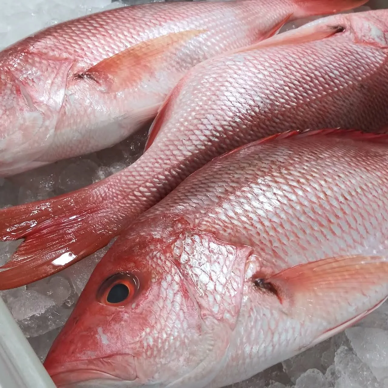 Weight Shelf Freeze Origin Life Shape FRESH RED SNAPPER FROZEN