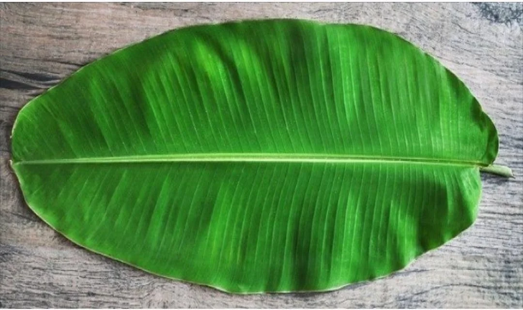 
Great Quality Indonesia Frozen Fresh Banana Leaf 100% Natural from Indonesia with Export Standard 