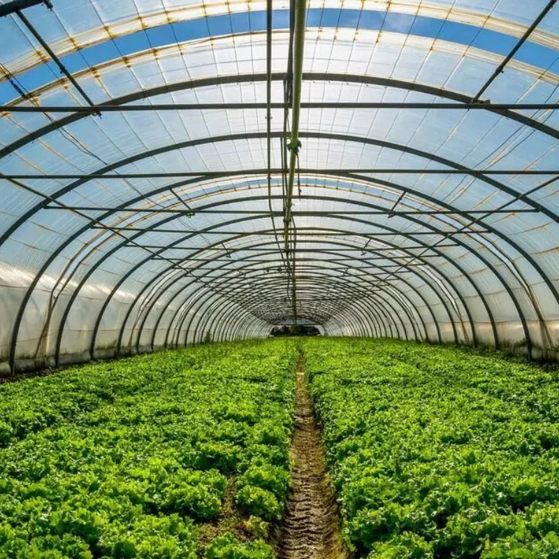 Top Sale Float Ultra White Thin Film Optical Glass Greenhouse for Strawberry/Tomato/Cucumber with Hrauponics System/Fan Boiler