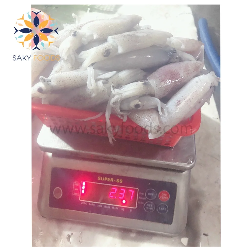 Frozen Seafood Black Whole Loligo Squid