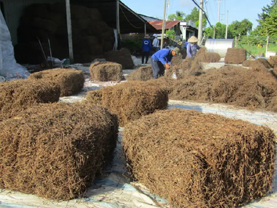 2022 г. высокое качество поставка дешевых сушеных черных трав желе из Вьетнама мисс