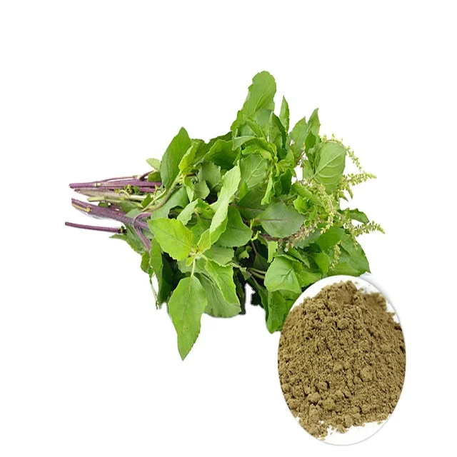 Высококачественный экстракт Святого базилика tulsi tulasi Ocimum sanctum L. Тулси называют королевой всех трав