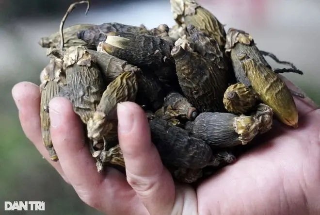 Hot Sale Betel Nut Dried Betel Nut From Vietnam Ready To Ship Best Price For Wholesale