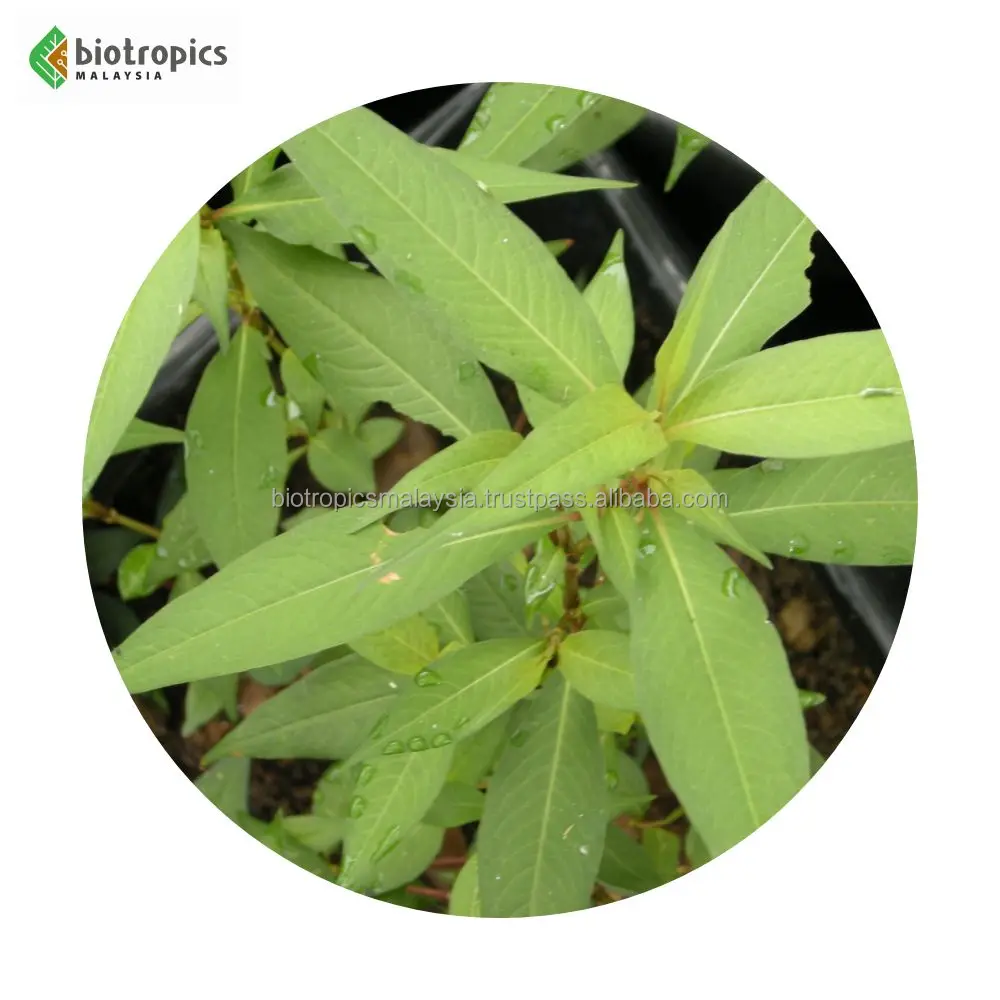 Malaysia Herbal Extract Ingredient Kesum (Polygonum minus/Persicaria minor) In Powder Form Leaf Part High Antioxidant