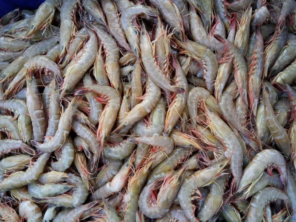 Exporting Bulk Frozen Fresh Whole Frozen Cat Tiger Shrimp  From Vietnam With Best Price