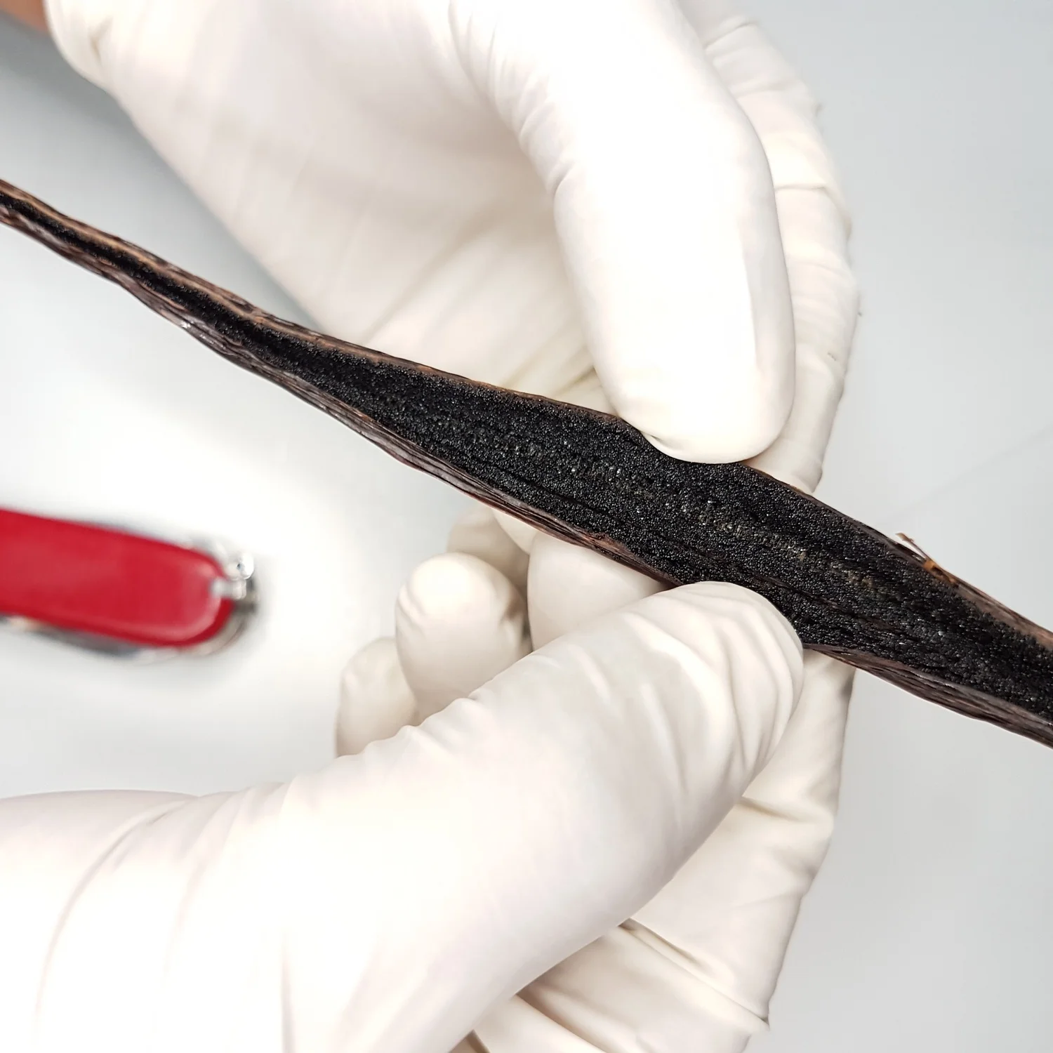 Fresh Crop Top Grade 10 Organic Vanilla Beans [6+ Inch] from Sri Lanka Dried Vanilla Beans WM