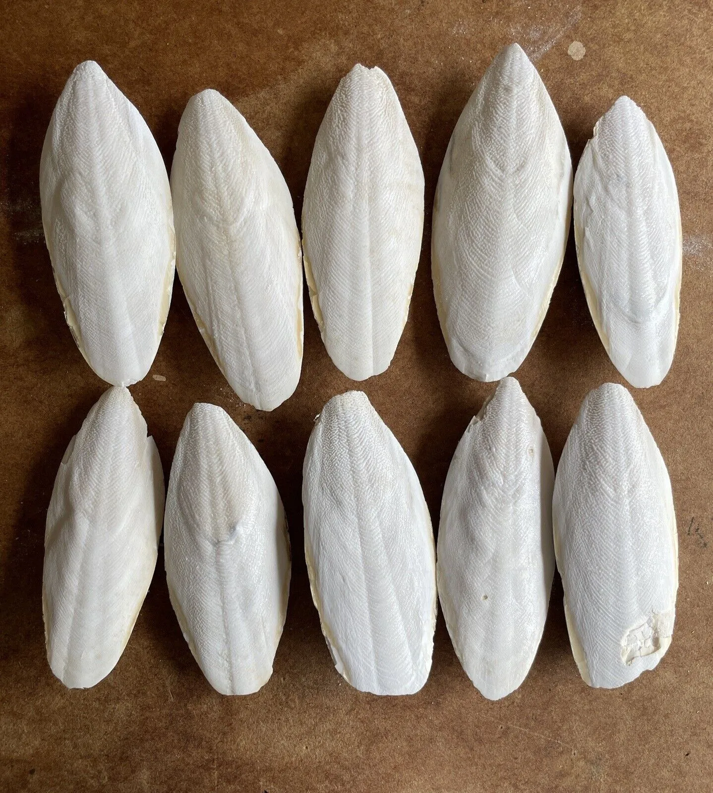 High Quality Dry Cuttlefish Bone 100% Natural Cuttle Fish Bone from Vietnam  from  HOANG LINH SG Kimy +84938616690