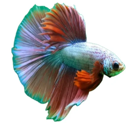 Таиланд, бетта, рыба полулуна, супер цвет, оптовая продажа