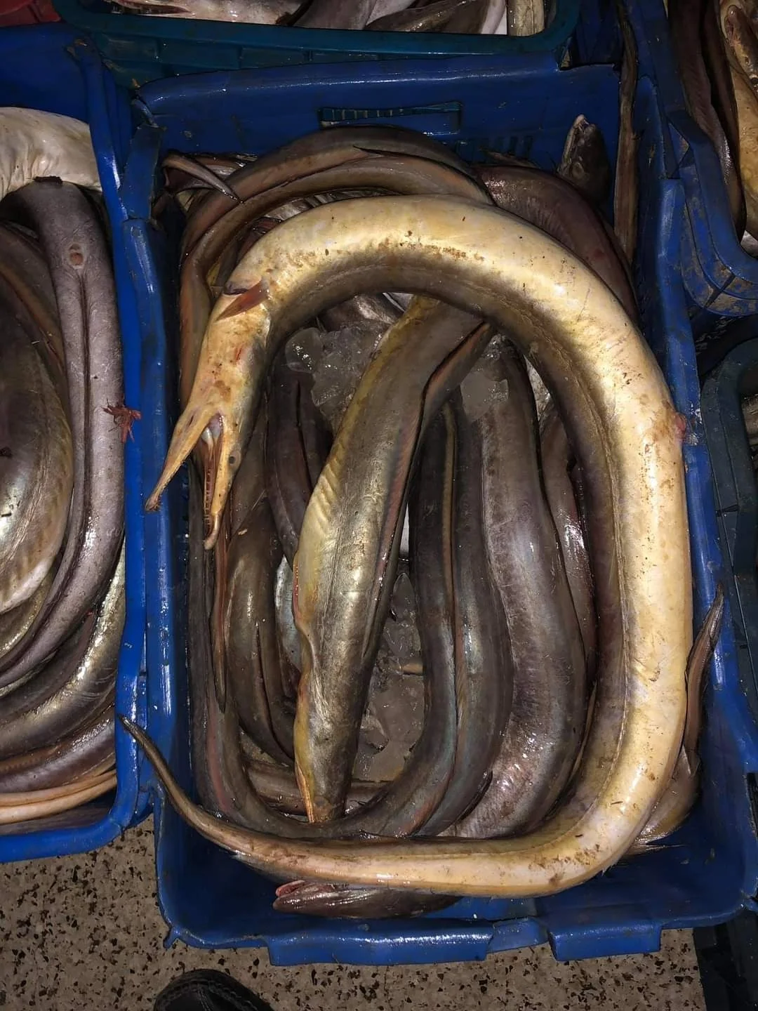 Yellow  Eel  Fish Fresh Master Seafood Hot Sale Premium Quality Bangladeshi Origin  Size 3KG to 10KG gutted Conger Eel
