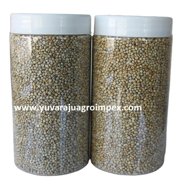 Indian Authentic Drying  Sajje / Kambu / Bajeer Millet with superior taste at lowest price from Exporters in India