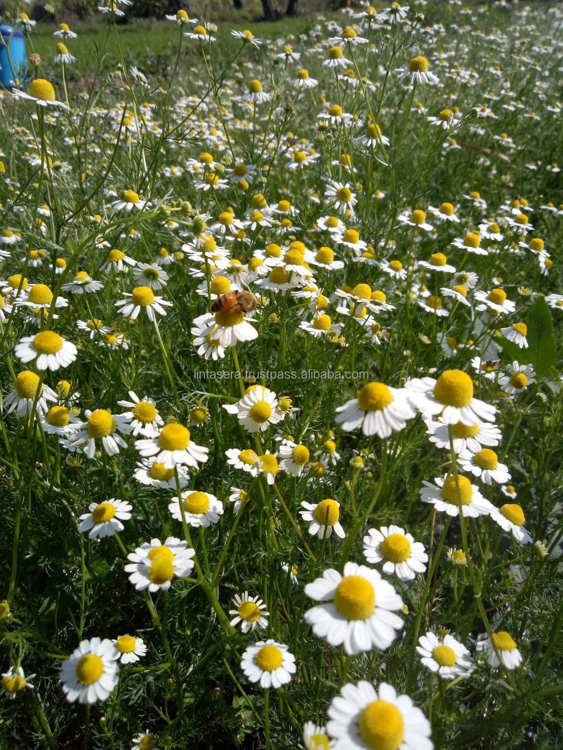 Лучшее качество экспорта из Таиланда Органическая сушеная