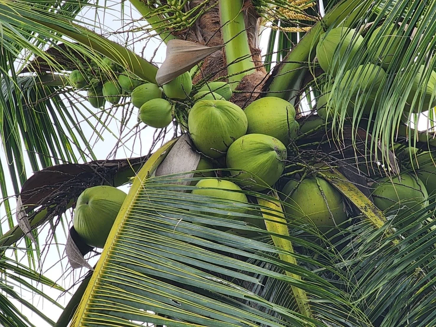 UHT/Prisma/асептическая 100% кокосовая вода из Таиланда обычная и Органическая вегетарианский здоровый продукт на растительной