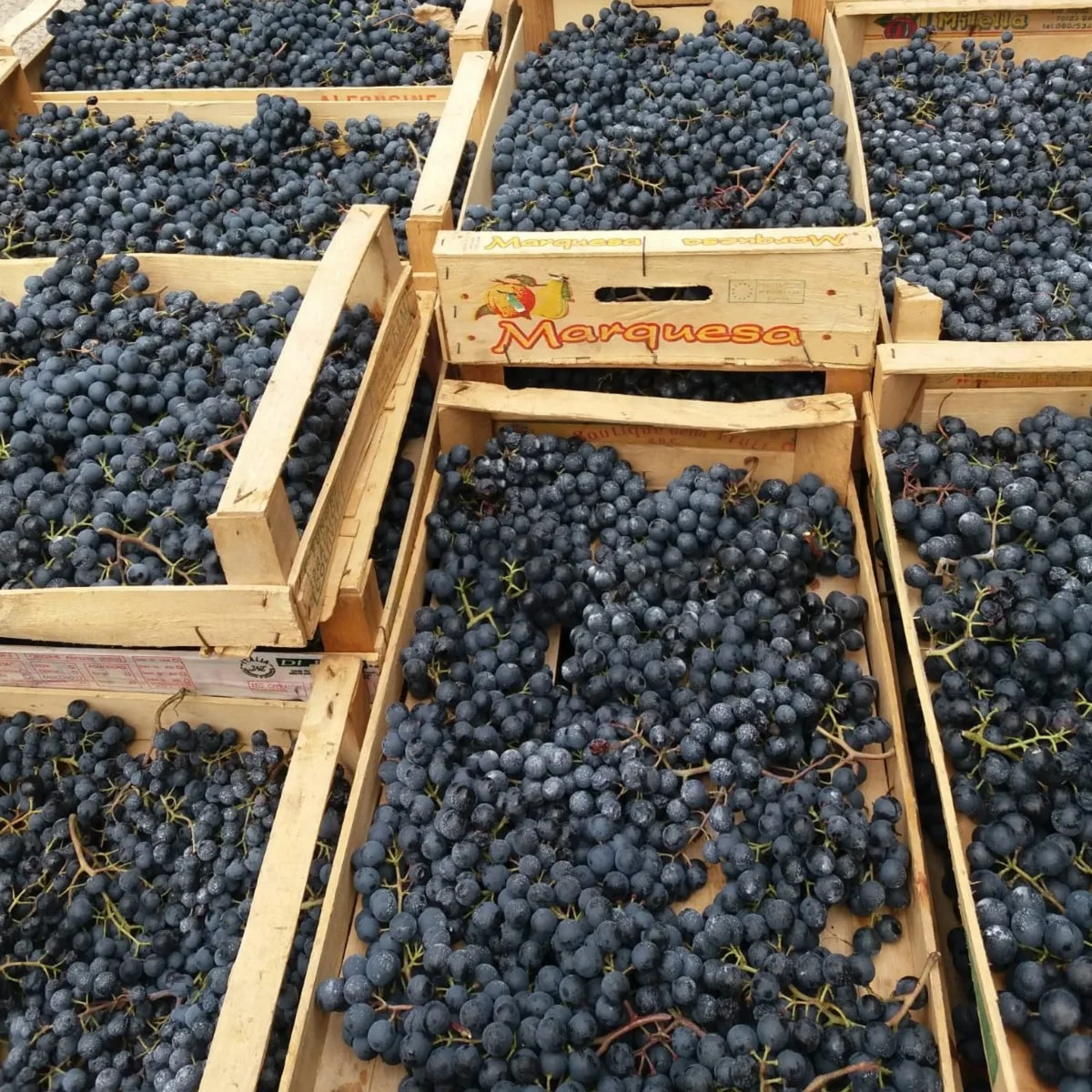 Unique Special selection quality SCHIOPPETTINO DI PREPOTTO Doc 75cl Vigna Petrussa Italian Red Wine for restaurant wine bar