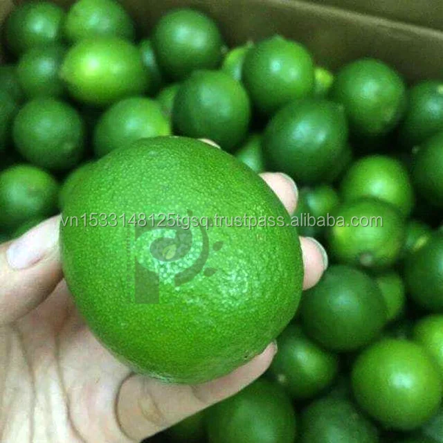Hight Quality FRESH SEEDLESS / Fresh Seedless Watermelon Vietnam/ Fresh Seedless Vietnam Lime