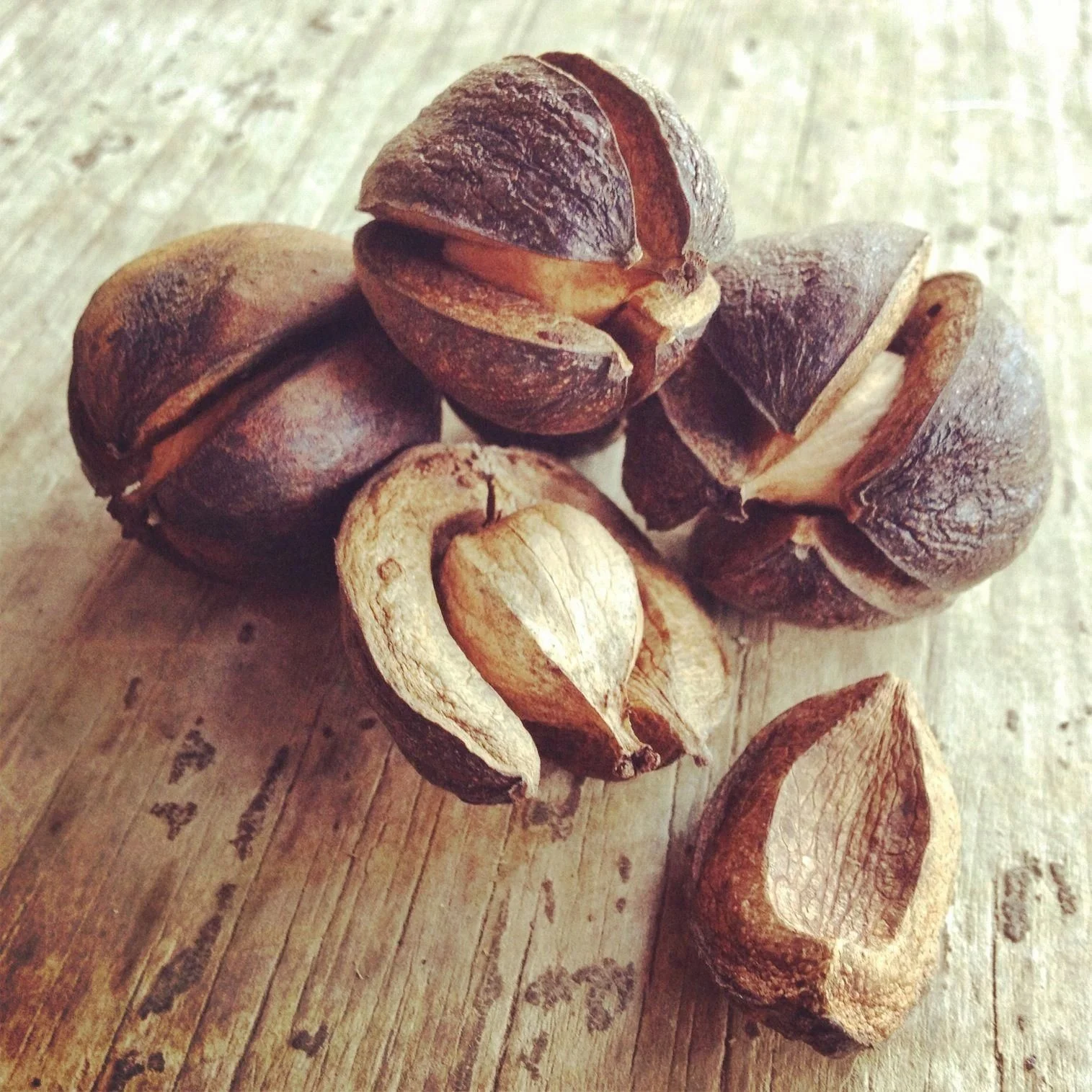 Roasted and Salted Hickory nuts