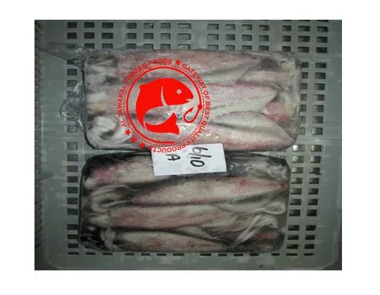 Whole Frozen Loligo Squid in Bulk Pakistani Origin Frozen Loligo Squid High Quality Whole Loligo Squid
