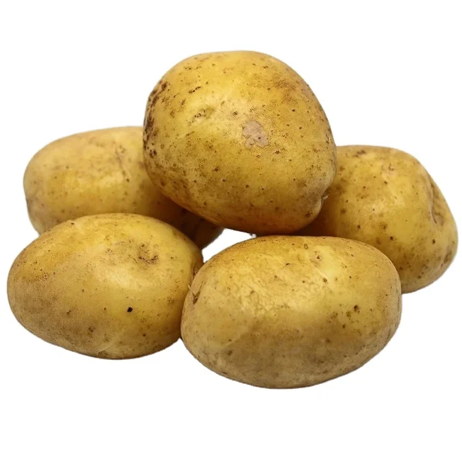 100% натуральный органический картофель, поставка OEM по низкой цене, свежий картофель из бангладеш